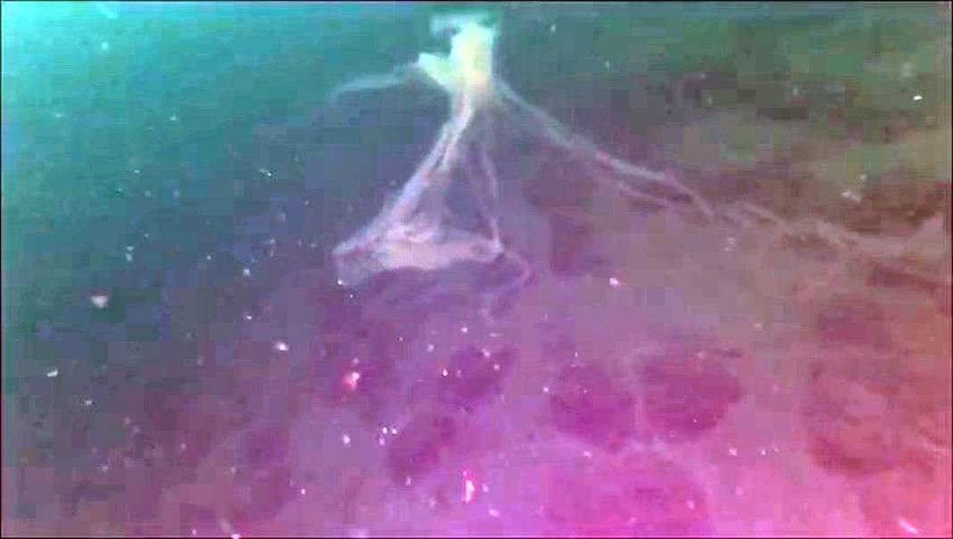 Kabus geri döndü: Sessiz ve derinden ilerliyor! Üniversiteden bilim insanları çalışma başlattı 24